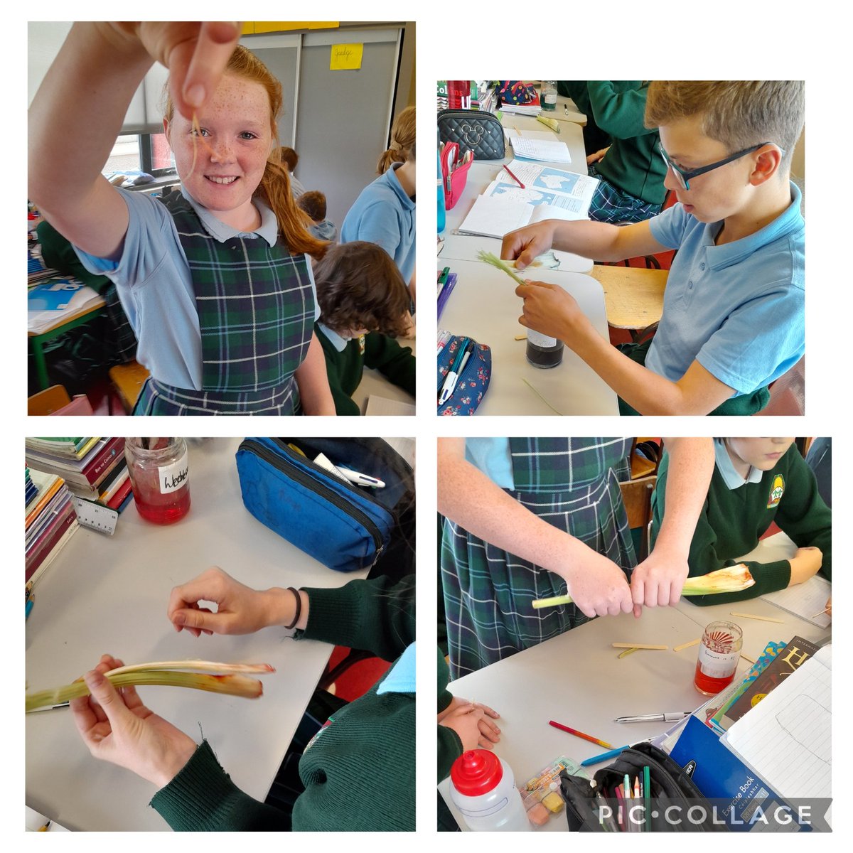 CrinkillNS's tweet photo. 6th Class used celery and different coloured food dye to investigate how fast water travels up through a plant. #plants #science #capillaryaction #6thclass https://t.co/q2TP9rtqZ4