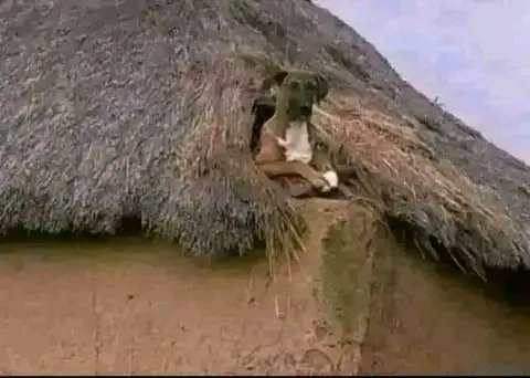 guide_adaka's tweet photo. @RobertAlai The way I will be watching over https://t.co/VyD56jV015