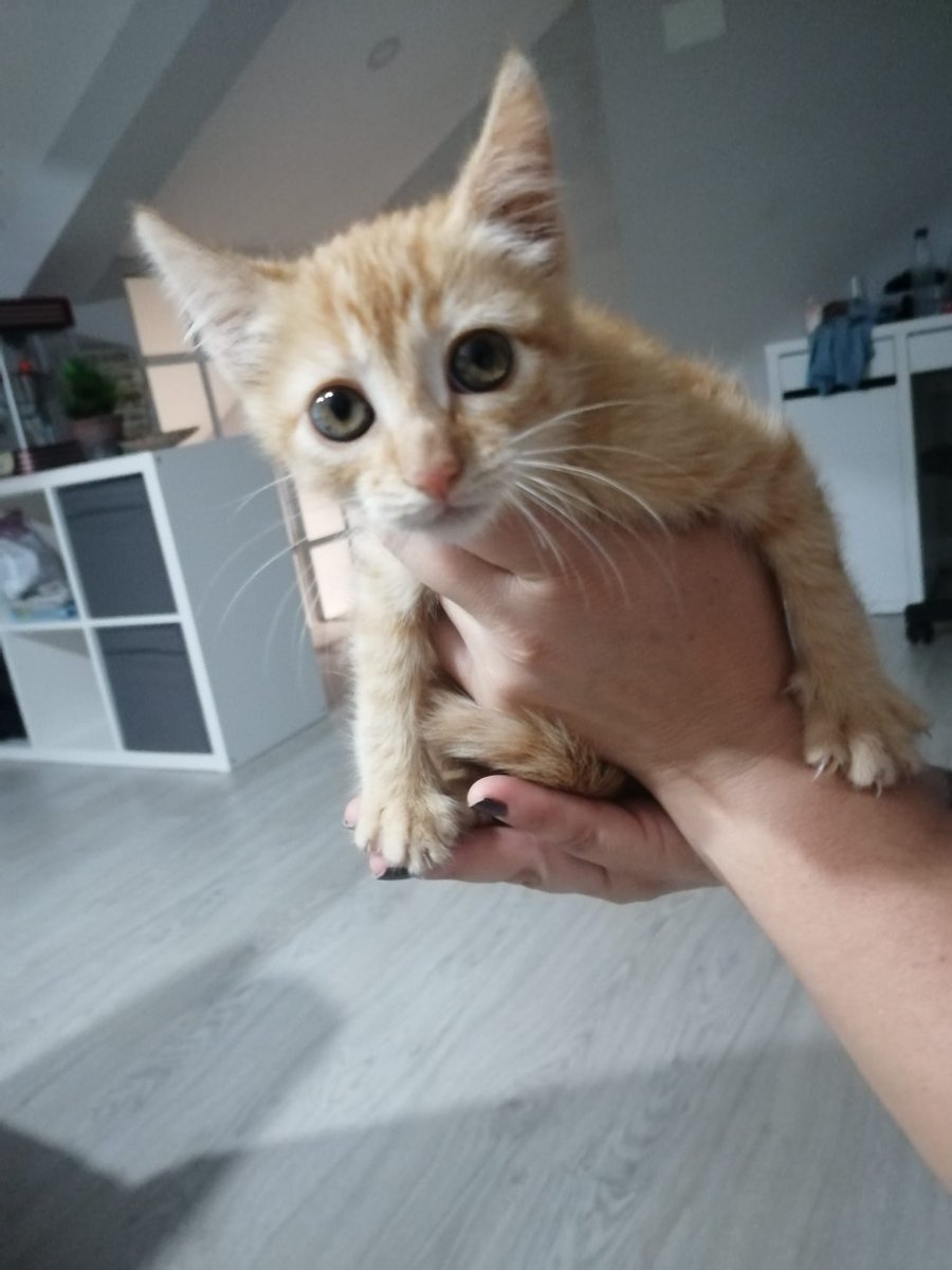 Mi padre ha encontrado debajo de un coche aquí en Vigo a una gata chiquitina y estamos buscando a alguien que pueda adoptarla y cuidarla, por favor si a alguien le interesa adoptarla que me mande un MD

Si compartís esto os lo agradezco mil 🙏🙏🙏
