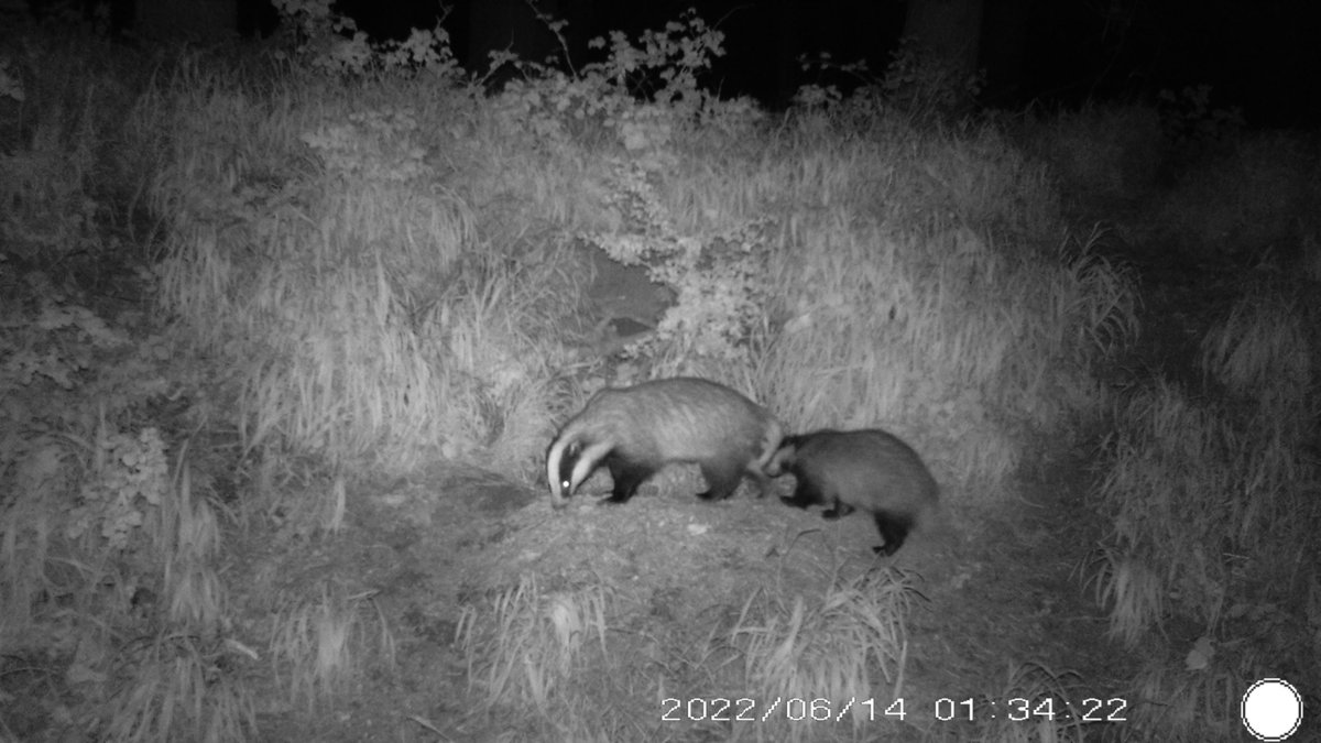 andrewoid97's tweet photo. We got plenty of great badger shots from their sets around the park https://t.co/RRDFdXRC2I