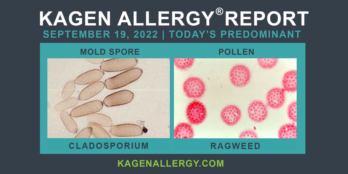 Today's predominant pollen and mold spore for #Wisconsin: September 19, 2022. Happy to see you. How may we help? kagenallergy.com/contact-the-te…  #asthmalife #allergylife #asthmaawareness #allergyawareness #asthmatriggers #allergytriggers #asthmasolutions #allergysolutions