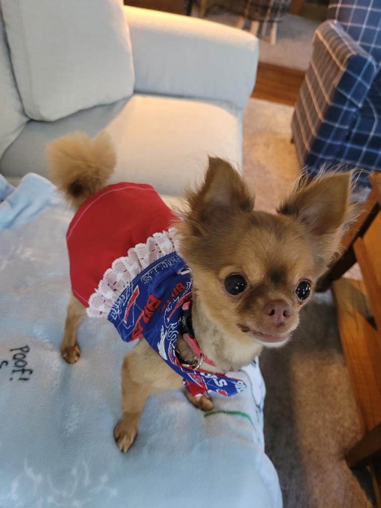 TheShatHitFan's tweet photo. @KateWelshofer @BuffaloBills Tilly is ready! #GoBills #DogMafia #Dogsarefanstoo https://t.co/xLNvByw6jt