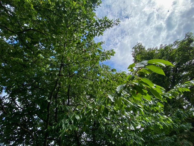 FriendsOfStags's tweet photo. Act now - save St Ann's Hospital trees! 📢
Catalyst Housing's plans for St Ann’s Hospital will destroy 50% of its trees. Object to LB Haringey by Thurs 22 Sep here: https://t.co/uw84SznLvO
More info here: https://t.co/YobIJ0mLbf
@JustPlaneNews @TottenhamTrees @harringayonline https://t.co/KvK2XQM28y