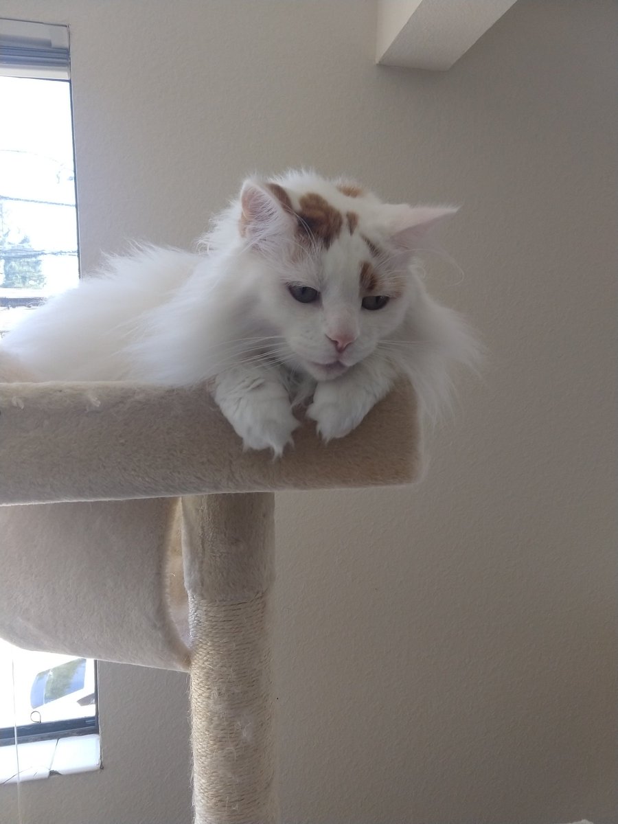 @nikvo@esperanto.masto.host tweet media