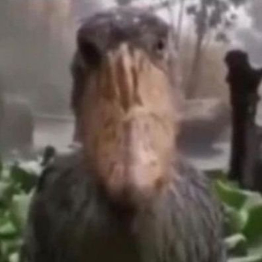 Mike Toreno tweet media