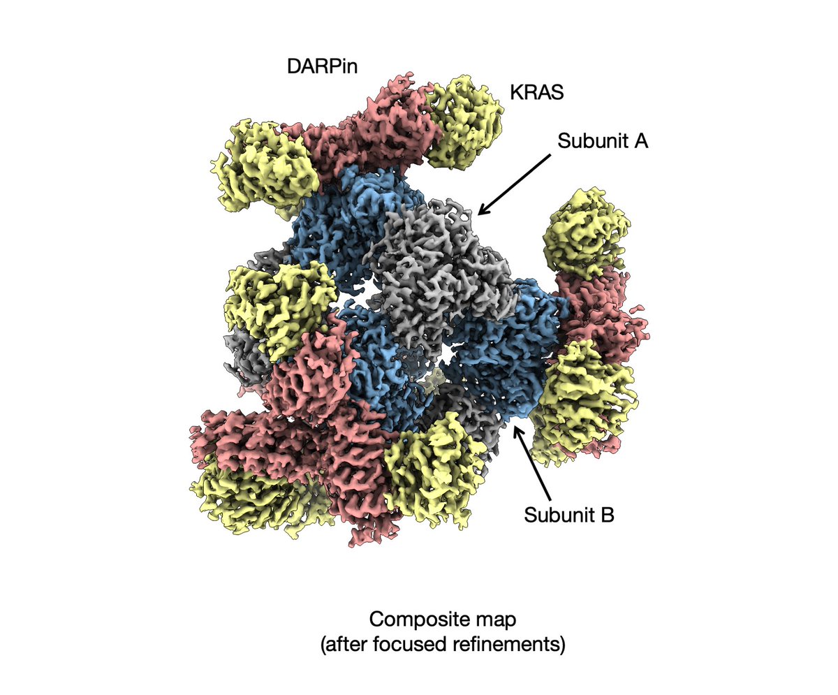 ‘Rigidified Scaffolds for 3-Angstrom Resolution Cryo-EM of Small Therapeutic Protein Targets’ Congrats @rcastellsg @kylemeador and team! With our imaging scaffolds, we report a 2.9A structure for a ~19 kDa KRAS protein oncogenic mutant. biorxiv.org/content/10.110…