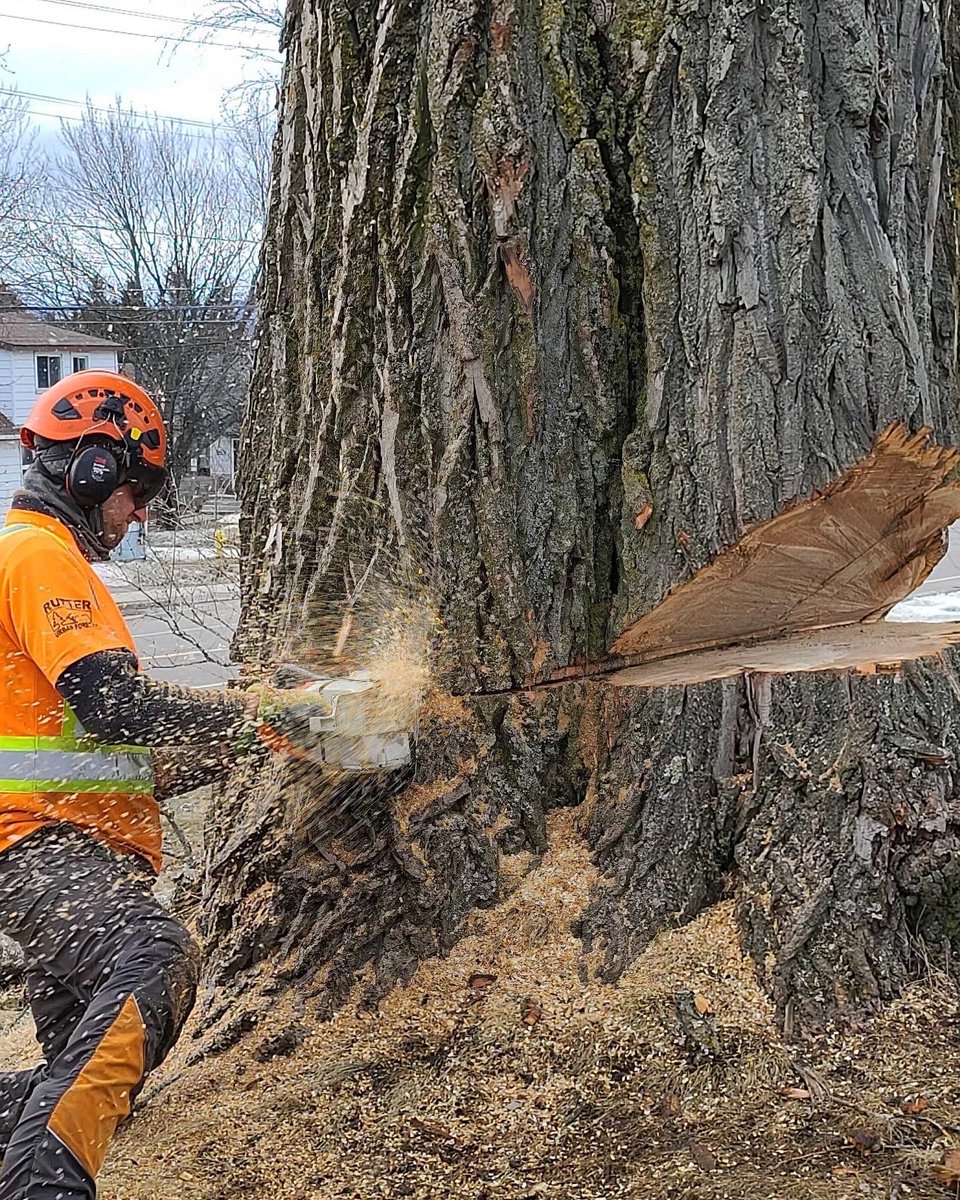 Biothermic's tweet photo. Trees store carbon, Yes!  Until they reach maturity when they start emitting as they decay or burn in a forest fire.  Using mature trees to offset fossil fuels is a sustainable way to decarbonize. We must improve our wood use in #renewableenergy
#climateaction #sustainableliving! https://t.co/oNCDPTq8Bh