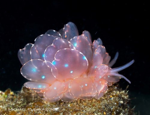 aqualuvsuotd's tweet photo. ☆ the lovely aquatic of the day is the cyerce elegans sea slug (cyerce elegans) !
☆ they say to not be ashamed of your interest ! who cares if you like some obscure cartoon or you’re really into historical fashion, just have fun ! https://t.co/YWUVVcfjne