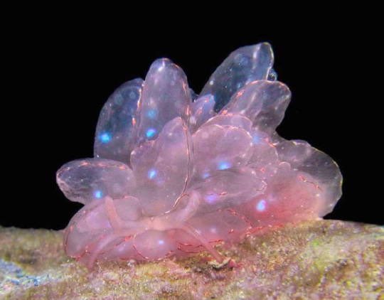 aqualuvsuotd's tweet photo. ☆ the lovely aquatic of the day is the cyerce elegans sea slug (cyerce elegans) !
☆ they say to not be ashamed of your interest ! who cares if you like some obscure cartoon or you’re really into historical fashion, just have fun ! https://t.co/YWUVVcfjne