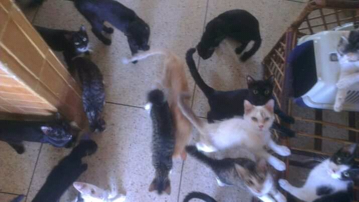 ManadaMiaucito's tweet photo. ¿Alguien de buen corazón me ayudaría para pasar el día de hoy? Estoy en espera de un pago de un trabajo que hice y aún no se hace efectivo y necesito comprar alimento para la manada. Estoy en emergencia.

PagoMovil BDV 04267686568 CI 3118850

PAYPAL AIRTM britomarcoss@gmail.com https://t.co/MFW29M53GD