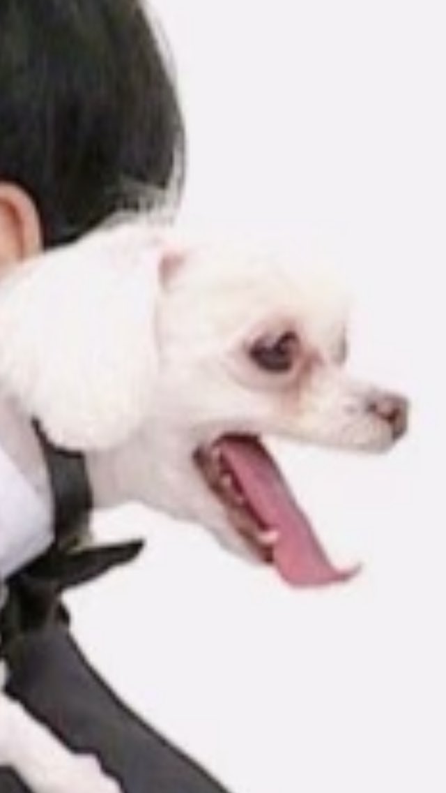 just found out this is mingyus dog….