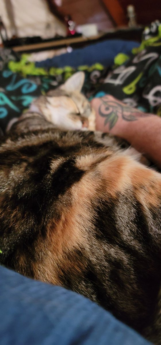 ImForTheWicked's tweet photo. @MagsIRL Floofs https://t.co/YTRZT6GYTl