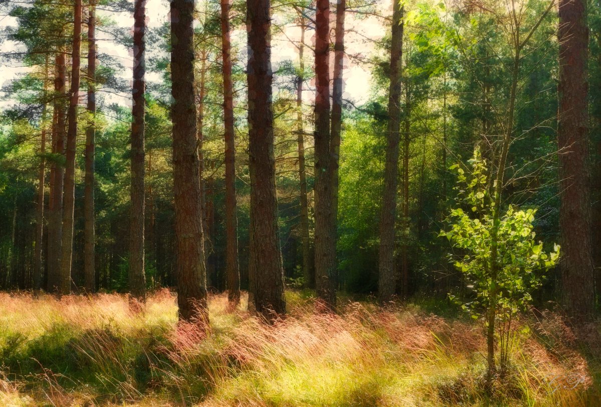 naturephoto_gp's tweet photo. A forest fairy tale
#PhotographyIsArt #Creative https://t.co/NYgB17iEWK