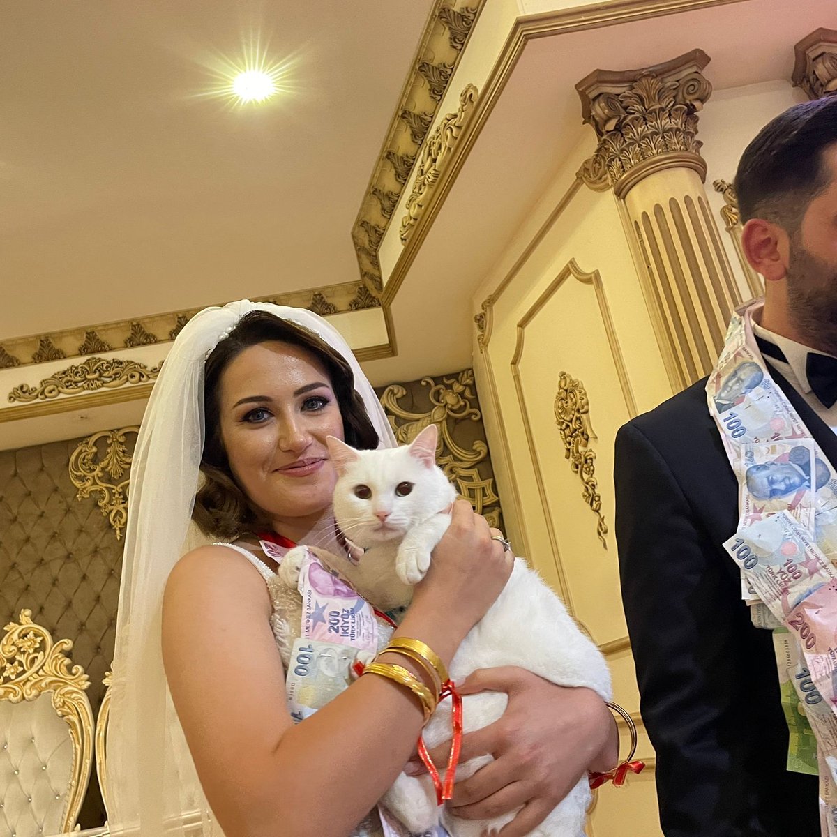 kingsofkyiv's tweet image. Turkish wedding cat. #CatsOfTwitter #CatsOnTwitter