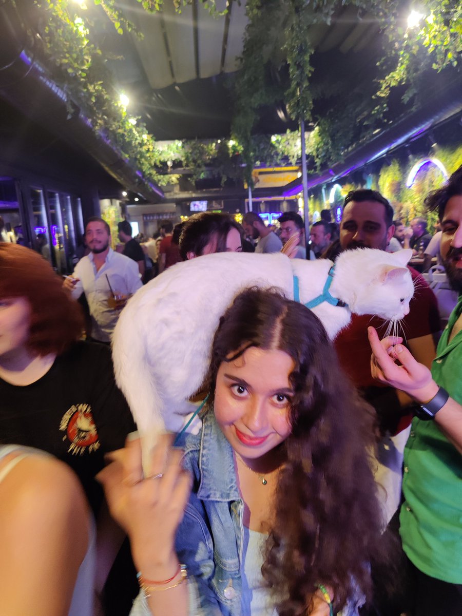 kingsofkyiv's tweet image. Party cat. #catsofinstagram #Caturday