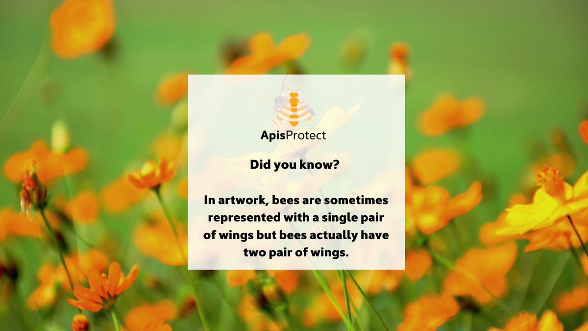 Fact of the day 🍯🐝

In artwork, bees are sometimes represented with a single pair of wings but bees actually have two pair of wings 🐝

#NationalhoneymonthUSA #NationalHoneyMonth