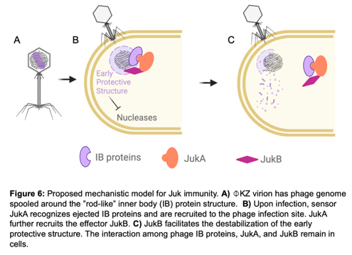 Together, we discovered an immune system that specifically target phiKZ-like jumbophages. JukA is likely activated by ejected phage proteins, enabling cells to stop phages at early infection. Detection of ejected phage proteins represents a novel immune strategy. 15/n