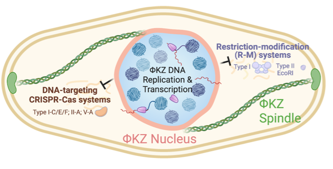 Senen found phiKZ anti-defense derives from a nucleus-like structure phiKZ assembles during infection. This nucleus, characterized by Pogliano lab at UCSD, houses phiKZ replication&transcription and prevents immune proteins from accessing phiKZ genomes (Mendoza, 2019,Nature). 3/n