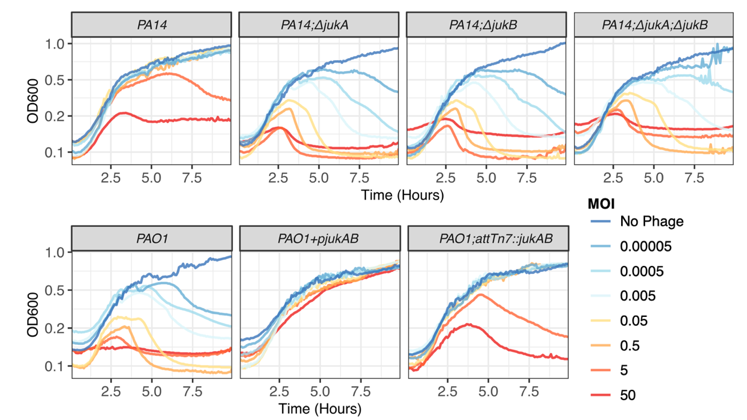 By conducting a genome-wide screen with phiKZ-resistant isolate PA14, I found that disruption of two genes (jukA & jukB) sensitizes PA14 to phiKZ infection. Furthermore, expression of jukAB converts the sensitive isolate PAO1 to a resistant isolate against phiKZ. 5/n