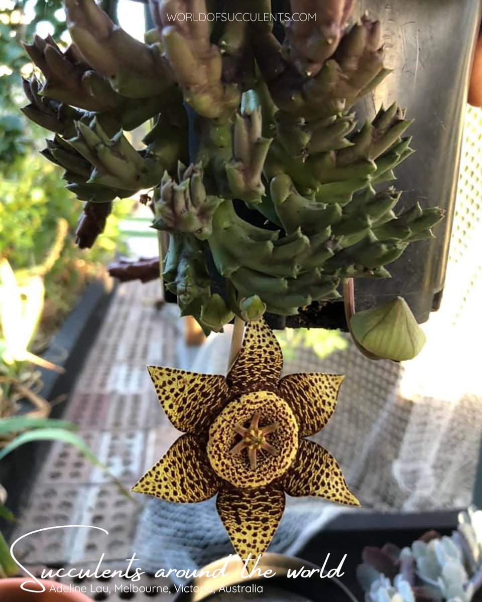 SucculentWorld's tweet photo. Orbea variegata (Starfish Plant) aka Stapelia variegata
Plant profile: https://t.co/DEpQak0xTb

#worldofsucculents #succupedia #succulentsaroundtheworld #orbea #orbeavariegata #stapelia #stapeliavariegata #succulent #succulents https://t.co/jxiaKMGr7C