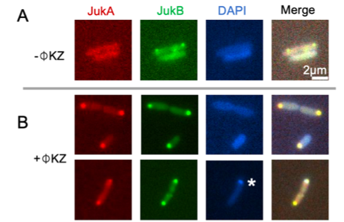 Fluorescence tagging of Juk shows that: A) w/o phiKZ, JukA is diffuse while JukB forms motile puncta in cells, however, B) w/ phiKZ, JukA&B are rapidly recruited to the infection pole. 8/n