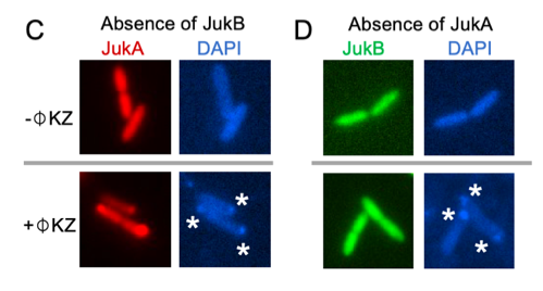 Is JukA or JukB responsible for sensing phiKZ infection? By testing JukA/B localization in the absence of each. We found this localization is dependent on JukA (C,D), suggesting JukA is the sensor of this two-compoent system. 9/n