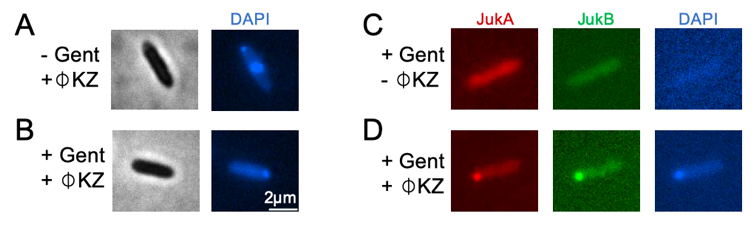 What does JukA sense? We inhibited cell translation and proved that JukA is not triggered by newly synthesized protein (A-D), but by ejected phiKZ factors. As JukA has no predicted DNA binding domain and cannot sense other phages, it’s unlikely that JukA senses phage DNA. 10/n