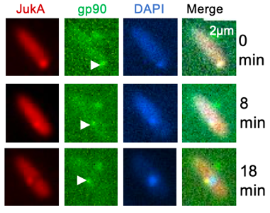 Interestingly, JukA co-localize with ejected IB protein (gp90 shown, arrow) over the course of infection, but only co-localize with ejected phiKZ DNA in early infection (0&8 min). Thus, rather than ejected DNA, JukA likely senses ejected IB proteins. 12/n