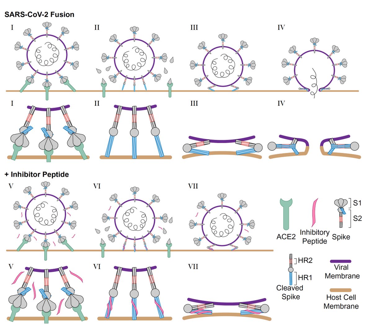 "We discovered a simple peptide that inhibits
infection by all major variants of #SARSCoV2 with nanomolar efficacies." 
pnas.org/doi/10.1073/pn…
<a href="/PNASNews/">PNASNews</a> <a href="/emkailu/">Kailu Yang</a> <a href="/StanfordMed/">Stanford Medicine</a> <a href="/HHMINEWS/">HHMI</a>