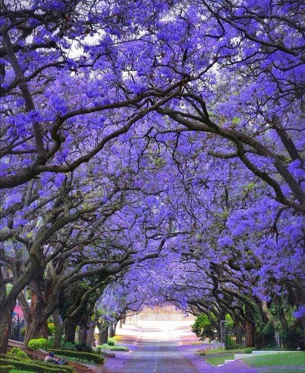 southafricauk's tweet photo. Spring in South Africa means it's jacaranda time. 💜👍🏾

These beautiful trees can be spotted in Pretoria, Johannesburg and other spots across the country from now until mid-November.

📷 Photos by @maresa_travel #LiveOurSouthAfrica https://t.co/zLyzFGL8Ga