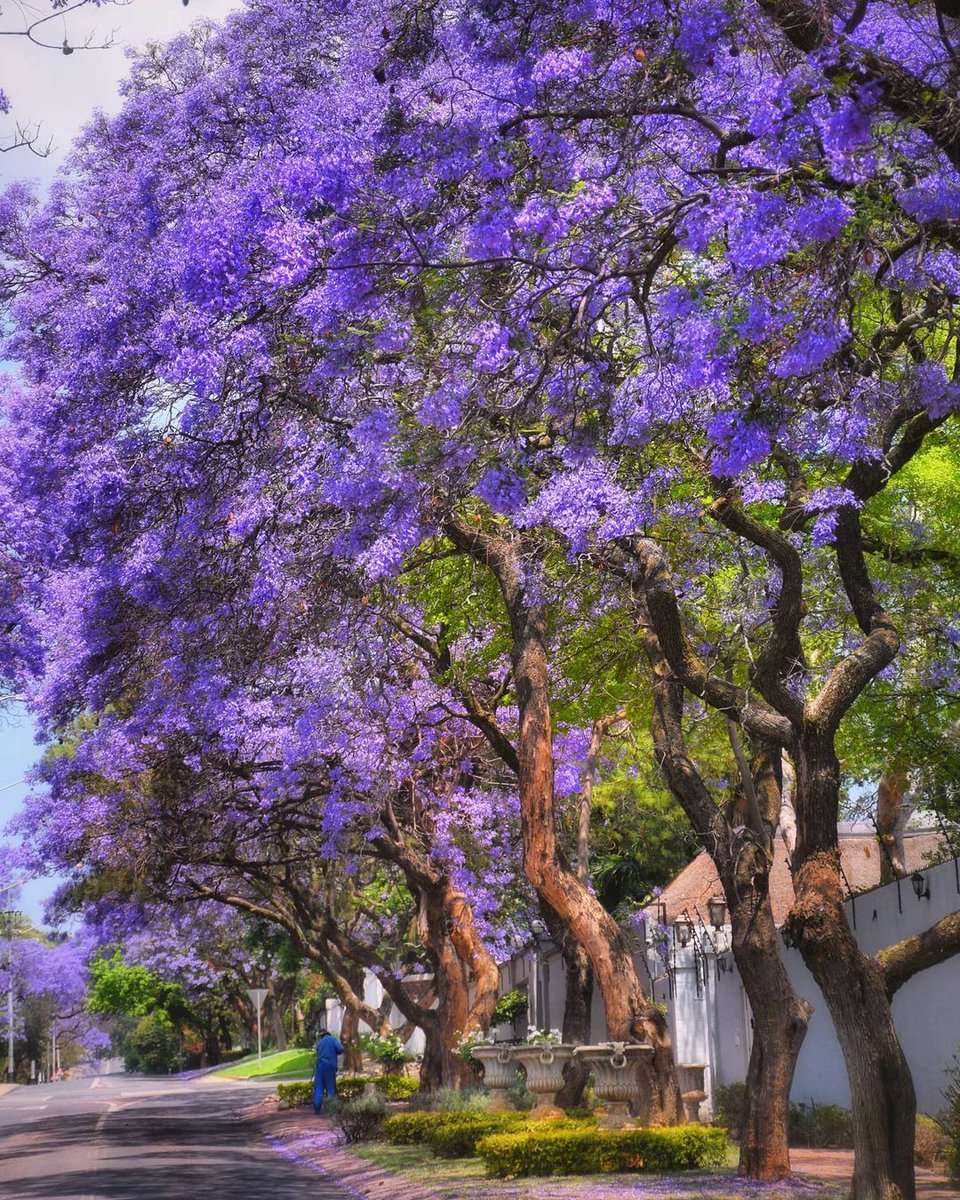 southafricauk's tweet photo. Spring in South Africa means it's jacaranda time. 💜👍🏾

These beautiful trees can be spotted in Pretoria, Johannesburg and other spots across the country from now until mid-November.

📷 Photos by @maresa_travel #LiveOurSouthAfrica https://t.co/zLyzFGL8Ga