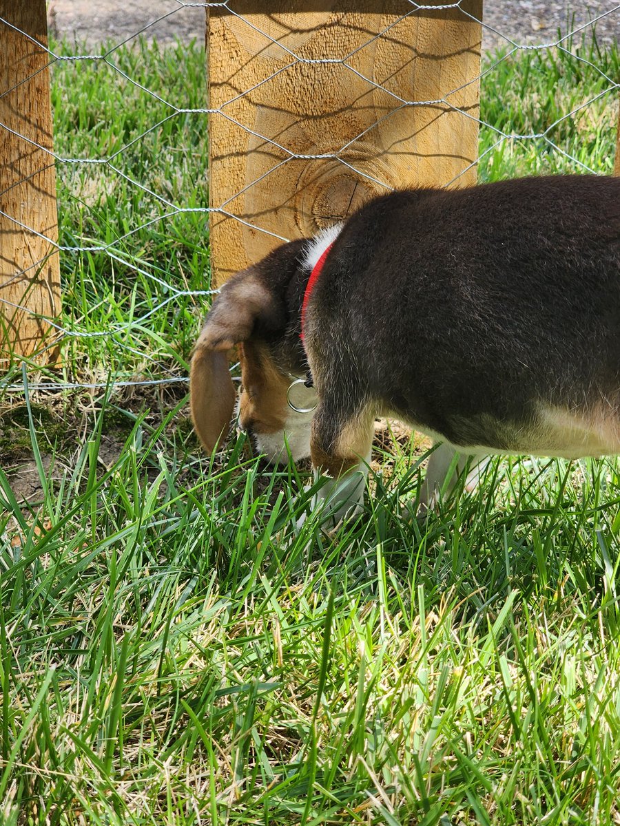 Chris Higgins tweet media