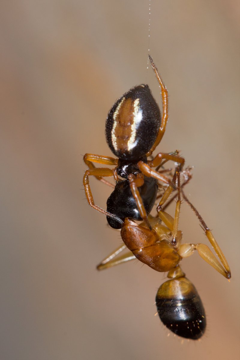 Alfonso (Poncho) Aceves A tweet media