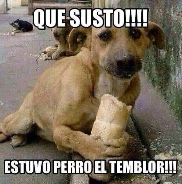 LuisLuiskiss1's tweet photo. @plesiosaurio72 @zazuve @JuliaOlivares @Rektvolver @ivamodewilder @csargalagerock @d_tripa @ROchenteros @Francis42634137 @JaHOz @Lapecasbill @ERADINOSAURIO @xxplodeath @mrSpeedy83 @itzcoatl666 @mauricio_rey1 @rebelcuever95 @OctaOsnmn @HueleALegion @luisalaouija @polazopunk @Momicientaa @lafontainetouch @algavito @Federcruz77 @claus_rguez @VocacionReactor @JLOCinefago @AlmiuxCanija @enciendeloapaga @FelipeMenaPere2 @LetyMN1 @plesioreloaded @DavidPraDino @renecito7810 @VictorfabianS80 @LabastidaVera @JoseNomasco @corredavidcorre @benjaminsalcedo @xploramusicamx @MixMxOficial @lamaquina105 @RockJinete @elomar_ze @IsmaelFiloso @leiramchdz @IMER_Noticias Y después del #Sismo #tenemossimio @mareoflores @ProgramaSimio 🐾🐾🐾🙀 https://t.co/T79zD3xQJs