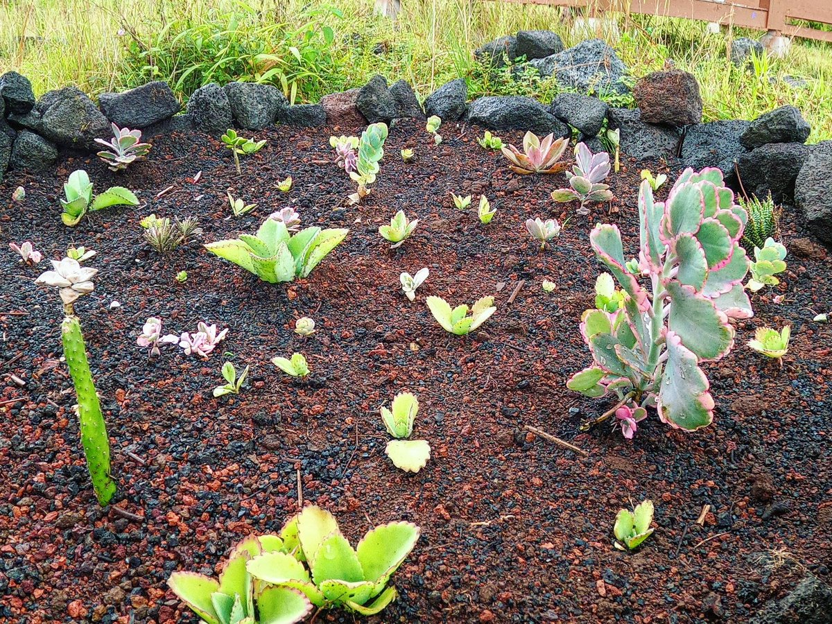 Welcome to the world! 🌵
#newgrowth🌱 #outdoortherapy