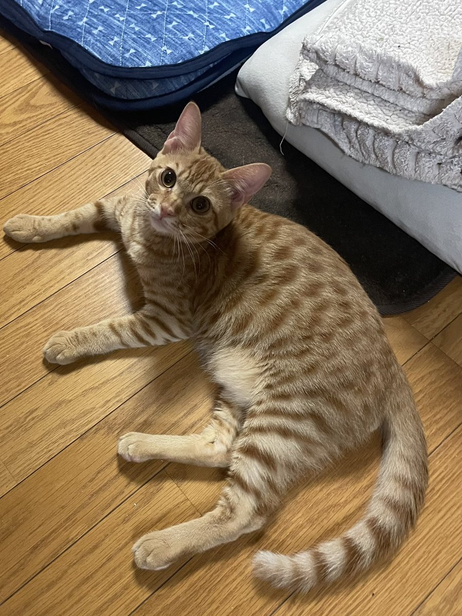 ChiechieKt's tweet photo. おはようございます

めるちがお星様💫になってから悲しく寂しい日々を送っていましたが、
この度、めるちに導かれて
→としか思えない程のめるち感満載😽
の保護猫ちゃん、

茶色を継ぐ者
ぽてと♂をお迎えしました❣️😺

皆様、
よろしくお願いします❣❣(^_ _^)♪😸 https://t.co/Pn0OMUZIQ8