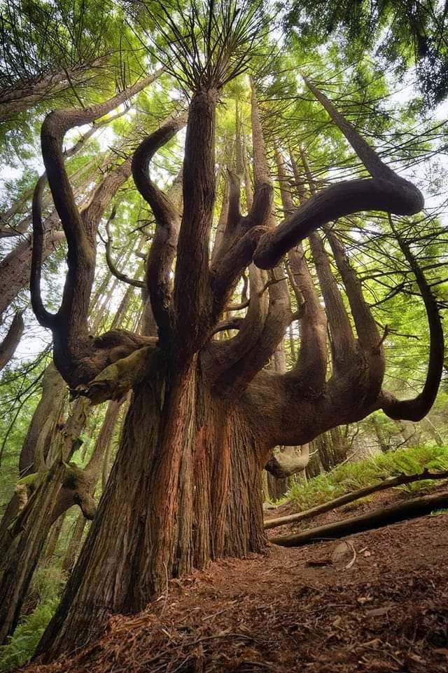 Elipho2022's tweet photo. The majestic "Redwood Candelabra" found on the Shady Dell property, along the Lost Coast Trail, California, United States. https://t.co/lf9ExEn01p