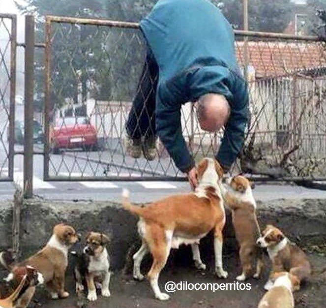 DiloConPerritos's tweet photo. Nadie:

Yo en la calle con los perritos que veo: https://t.co/SXbVBW0qvZ