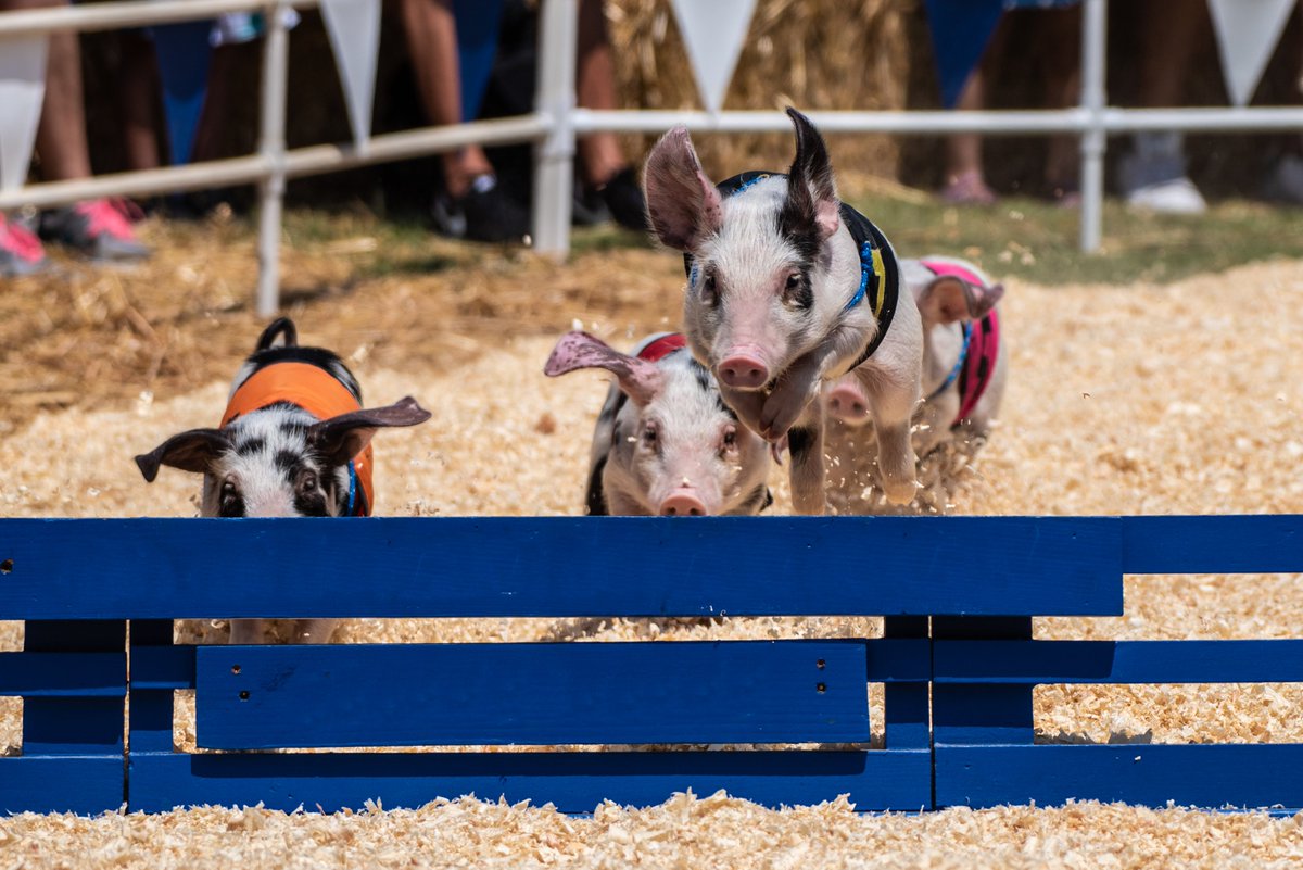 NCStateFair's tweet photo. The Hogway Speedway Racing Pigs will be dark this year as Dennis Cook, our legendary pig racing pioneer, is retiring. 
Neither our fair staff nor Dennis can remember when his first appearance at the N.C. State Fair was, but it's safe to say that hundreds of thousands of us 
(1/2) https://t.co/VVF5mdwCwq