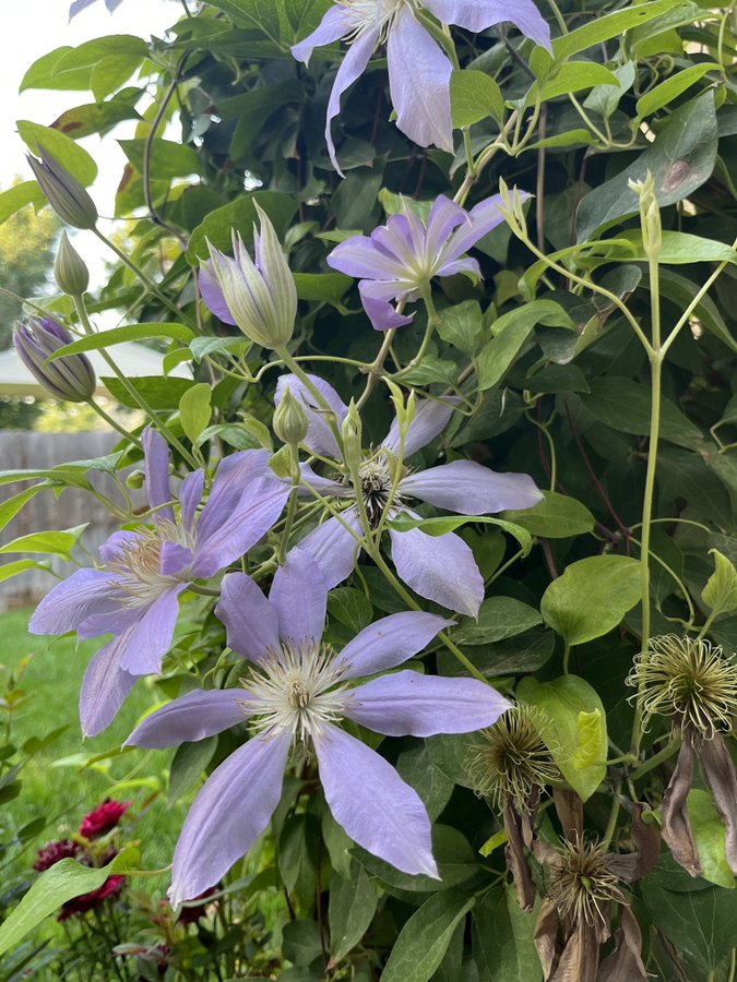 Best Climber Clematis for Shade