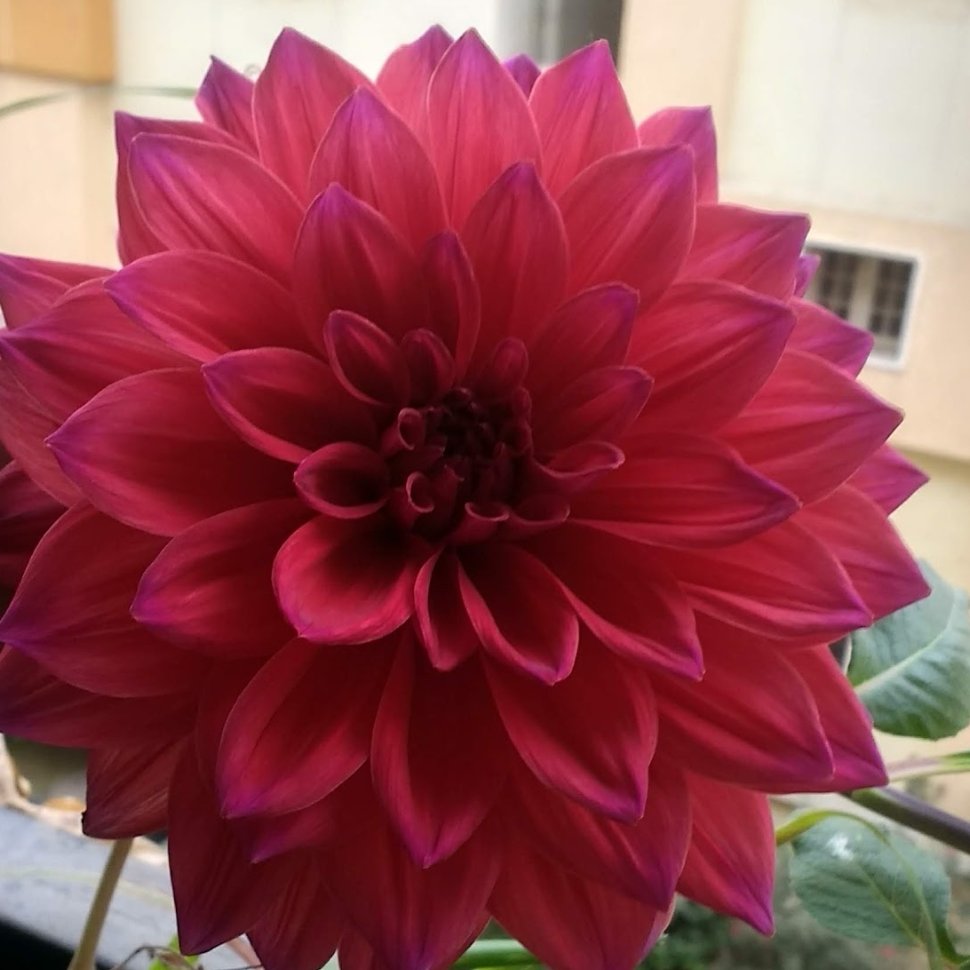 iamnone108's tweet photo. Our Dahlia
#flowers
#iamnone https://t.co/PNjSXtmLdK
