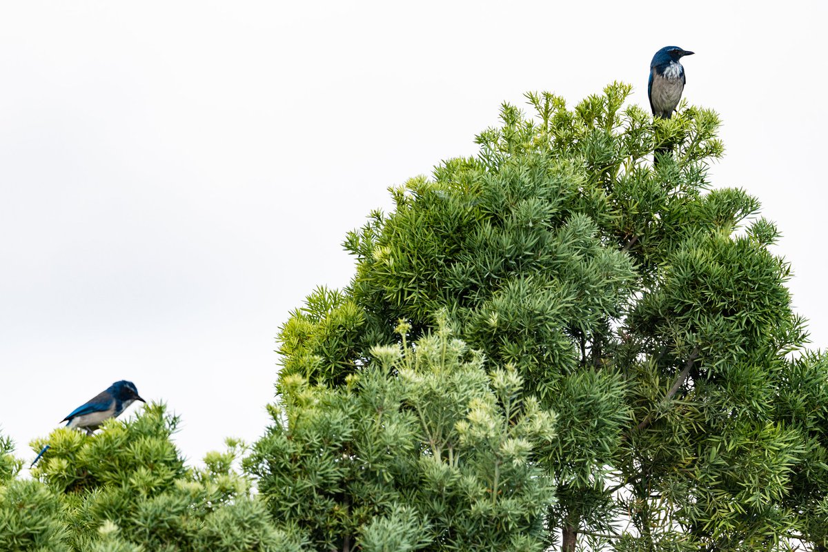 HarmonicLodge's tweet photo. Here's a recent high key environmental portrait of a couple California Scrub Jays in a tree. I'm enjoying some nice weather, and increased bird activity, while it lasts (heat forecasted to return soon).
#birdphotography #californiaheatwave #californiascrubjay #birdwatching https://t.co/pQVgnF37bi