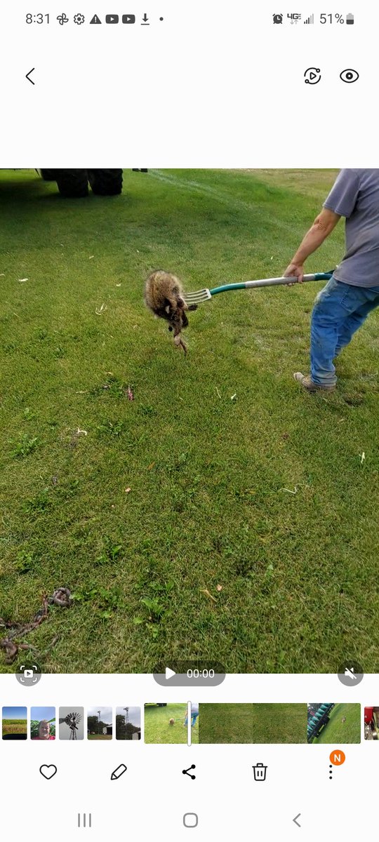 chiefpeon's tweet photo. @Davidbe03832543 We poked him with a stick and he ran away under the grain tank. We found him after Dan ran the separator.  Let's just say that he didn't fair to well with that. https://t.co/WoEGENo8lv