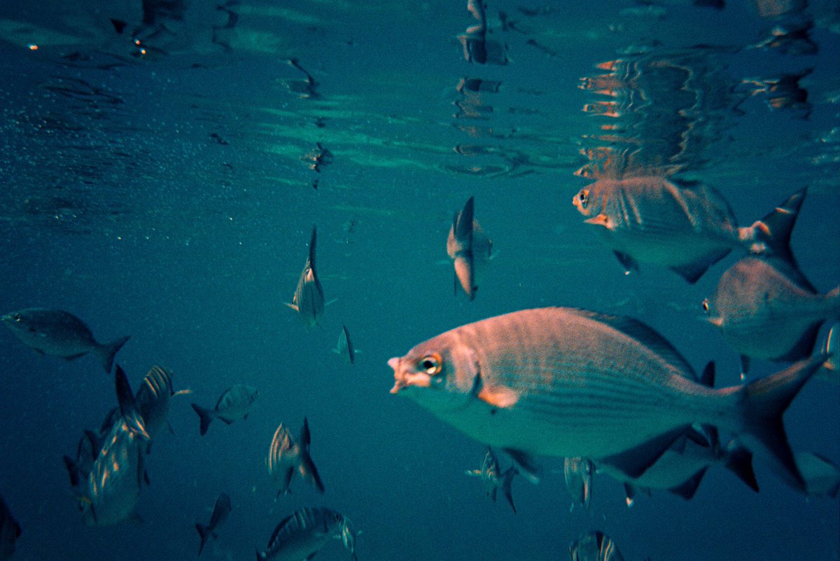 kyler_steele's tweet image. film camera          vs         the film