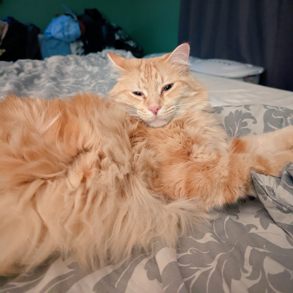 BrandoSuperhero's tweet photo. Floof. #AbeTheCat #TheFuzzyOne https://t.co/yLrDi5Y4sw