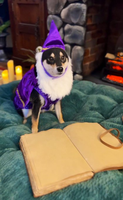 Avocado wants to know what you think of his first Halloween costume&hellip; https://t.co/U3JToR4rpO<a href="/tag/hades2"class="tags"><span>#hades2</span></a>