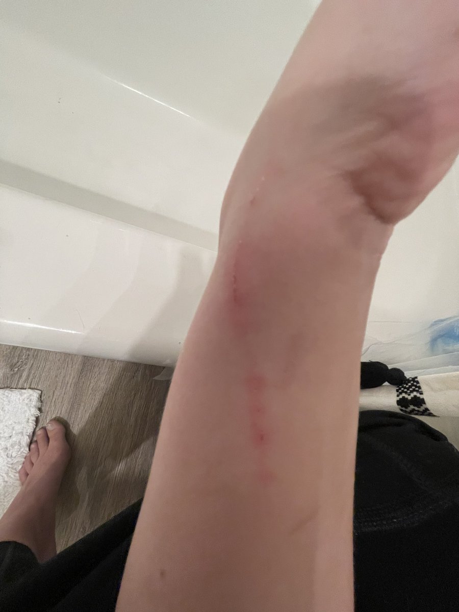 CVClyde's tweet photo. People: your cats so cute 
Me: yes, but she’ll straight up murder you (photo is a sign of LOVE note: I have 3 cats and 2 are delightful and would never maim me) https://t.co/71rbUAdgK3