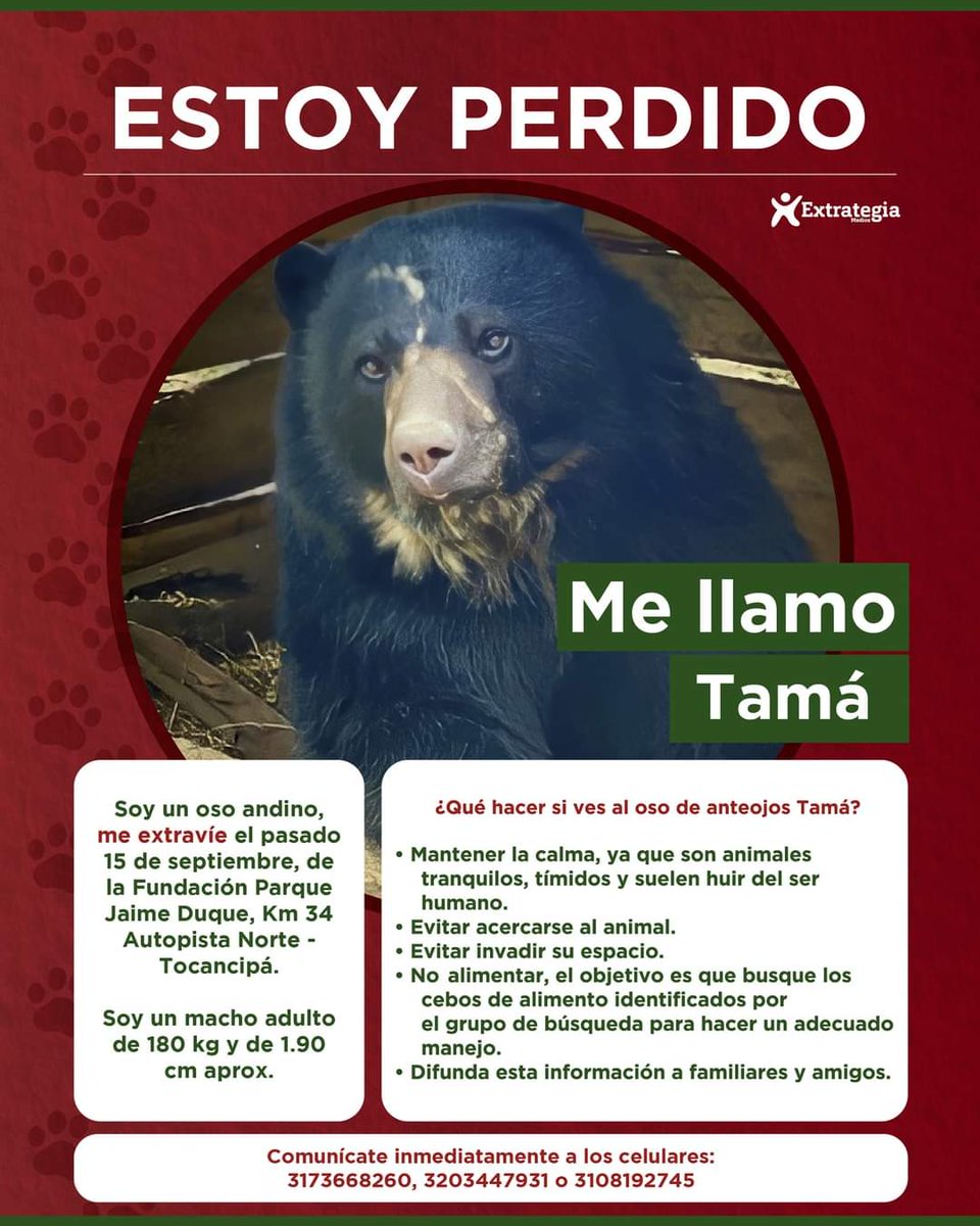 Hypatia48115323's tweet photo. Tras 72 horas de búsqueda de Tamá (el oso de anteojos que escapó de la reserva especial del Bioparque Wakatá, ubicado en el Parque Jaime Duque) 
#Tamá #OsoAndino #BioparqueWakatá #ParqueJaimeDuque https://t.co/dwtoRhv0rE