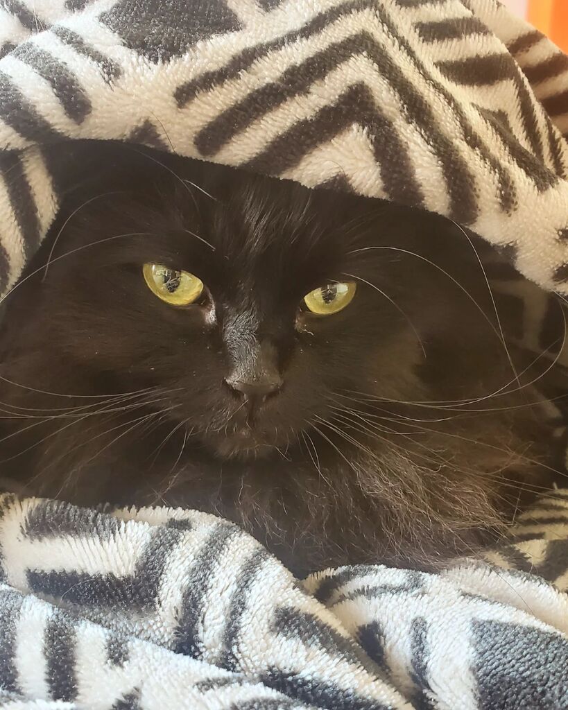 zenny's tweet photo. Cosy Fjord. 🖤
Gosh instagram has really sucked the joy out of posting just photos and that makes me sad. I've decided to ignore that and try and post photos more often again. I hope you are all well!
#catsofinstagram #catstagram #blackcat #blackca… https://t.co/lMxdnBFz2J https://t.co/zVACUkFh1O