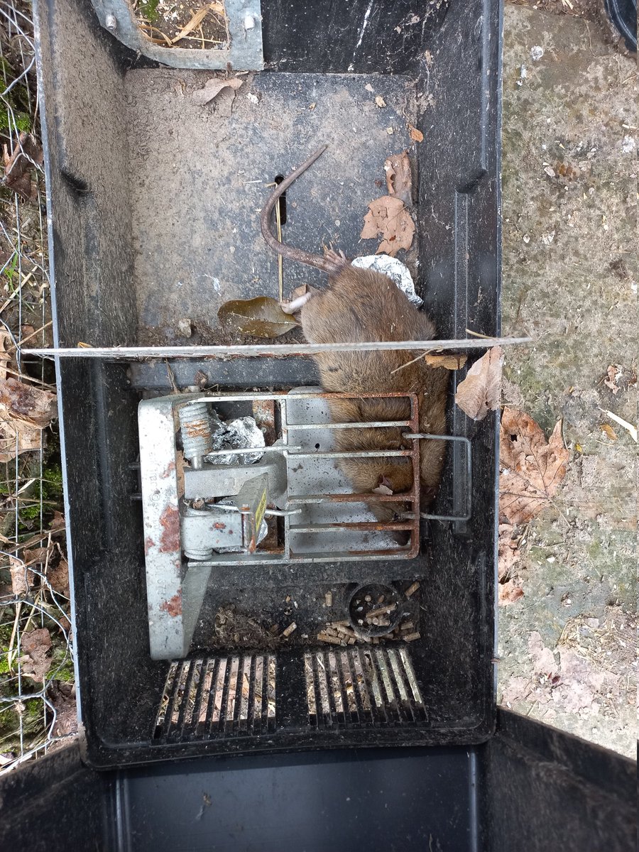 CW: dead rat.

Nothing but mice in the traps for months. Then I realised something was breaking into the (supposedly rat-proof) chook feeder.

He was no match for the Grilled Cheese of Death. Got you, you little prick.